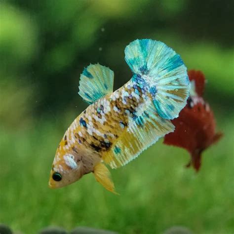 betta fish store|USA Betta Fish Shop – Betta Squad USA, LLC..